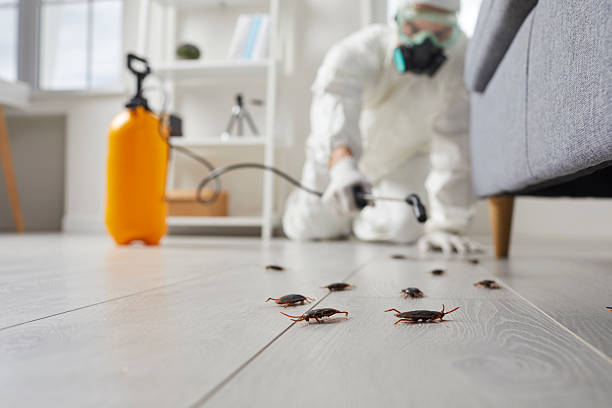 Commercial Rodent Management in Kearny
